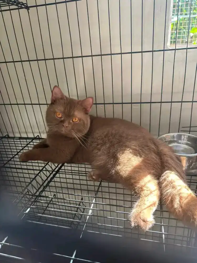 British shorthair betina 9 bulan ped bisa non ped bisa