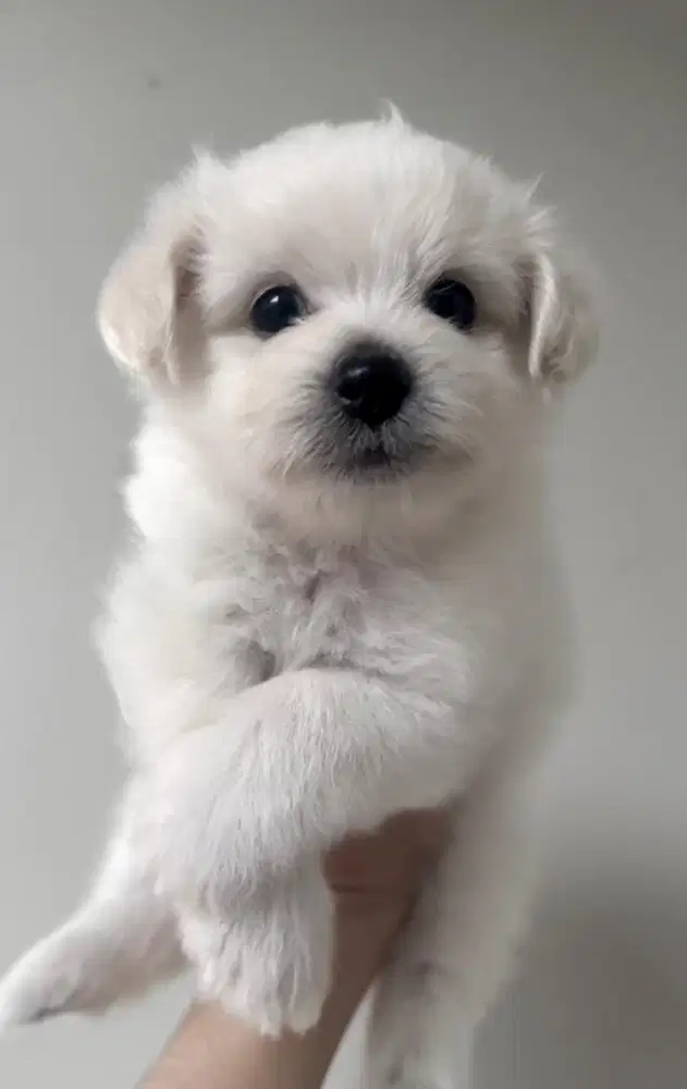 Anakan anjing bichon mix