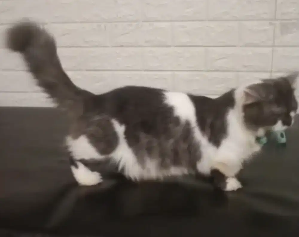 MUNCHKIN JANTAN JAGO KIMPOY