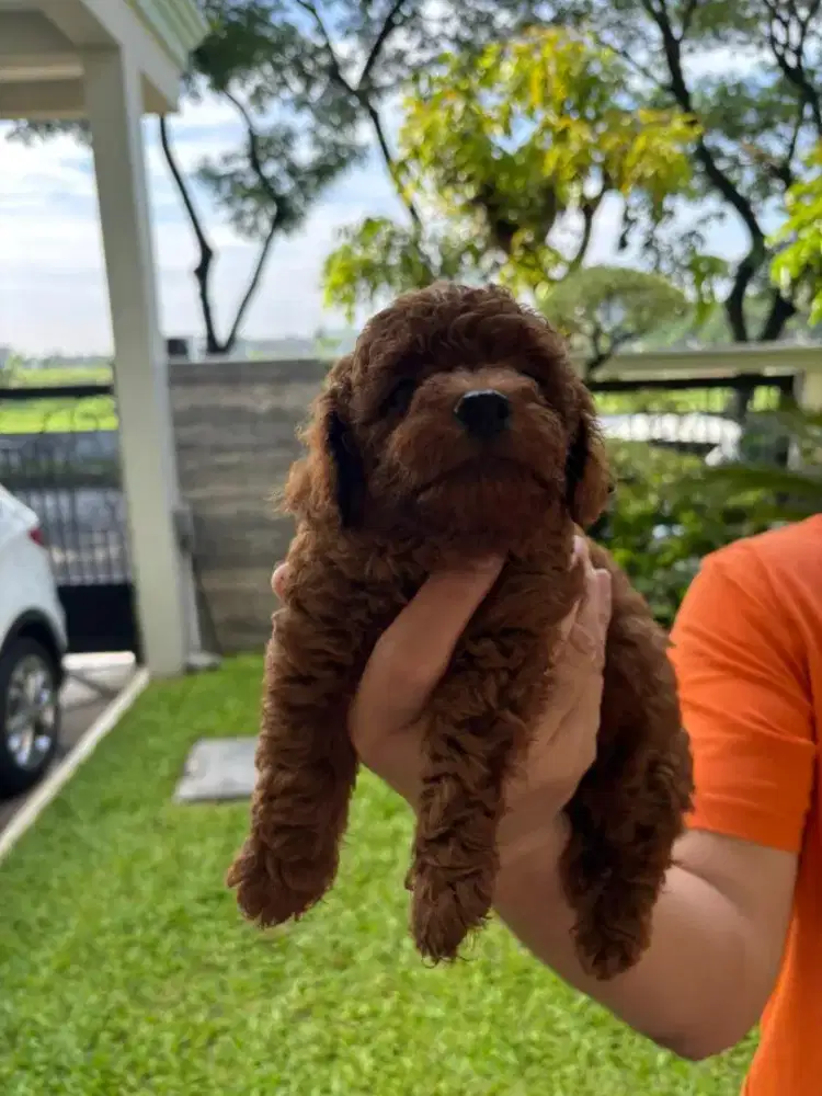 Jual Red Toy Poodle