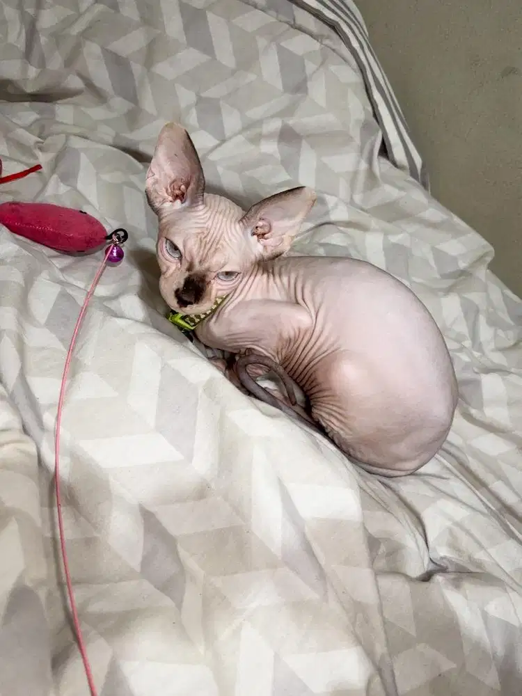 Mink Sphynx Kitten-Blue eyes