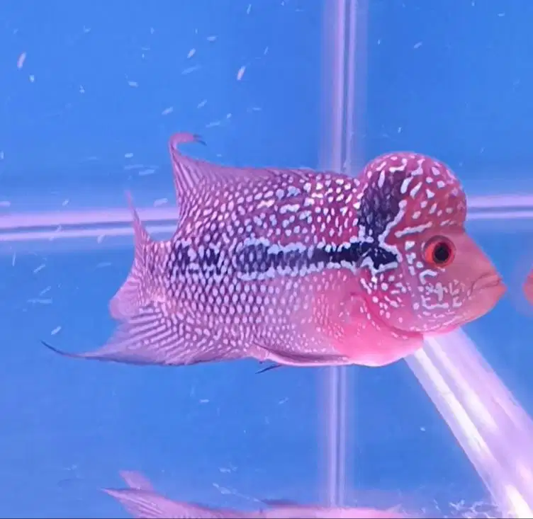 ikan louhan srd di medan.