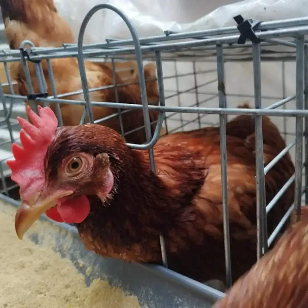 Jual ayam merah afkir