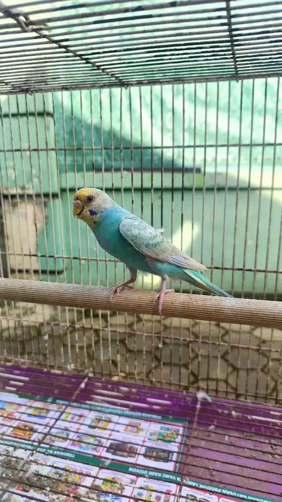 Burung parkit jantan dewasa