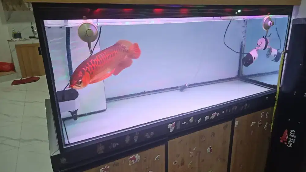 Arwana super red, mantappp...