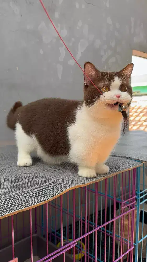 Munckhin bicolor cinamon 17 bulan jago kawin