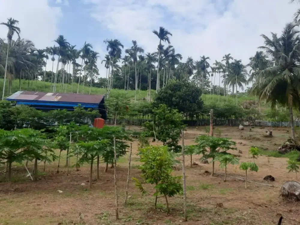Dijual Kebun Buah yang masih aktif ditanami