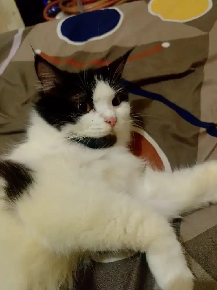 Dijual Kucing Persia