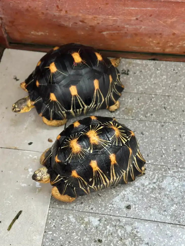 Radiata prediksi sepasang