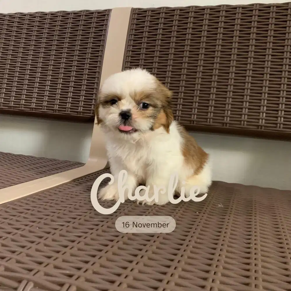 surabaya Anjing shihtzu shih tzu shitzu shitsu sitzhu