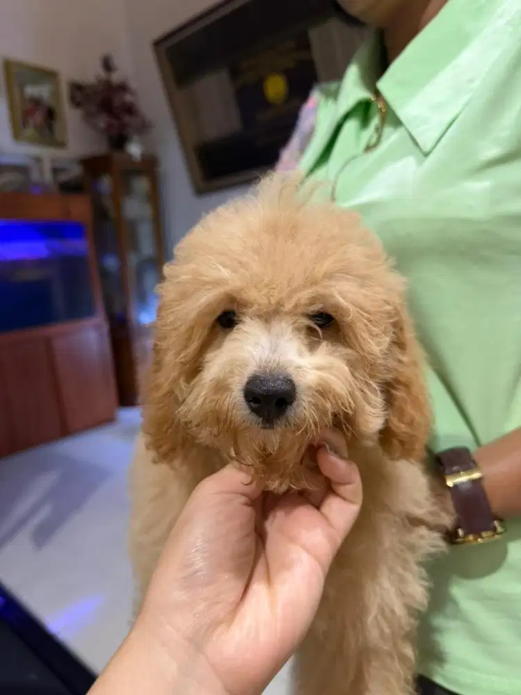 Apricot Toy Poodle (Female) Usia 3 Bulan
