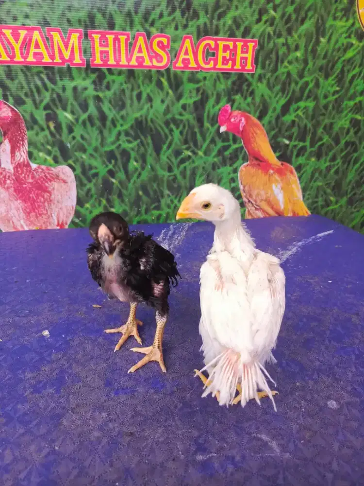 Ayam aseel parrot ori