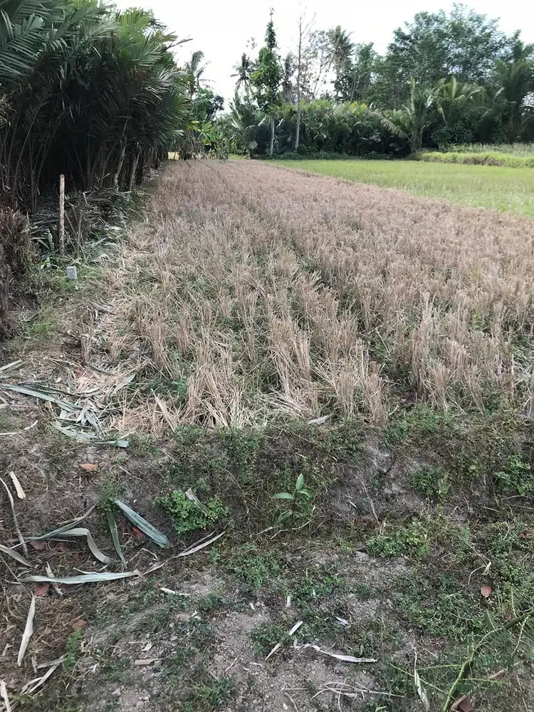 Dijual Sawah SHM luas 471 meter persegi.