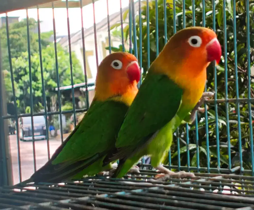 Love bird sepasang terpantau kawin