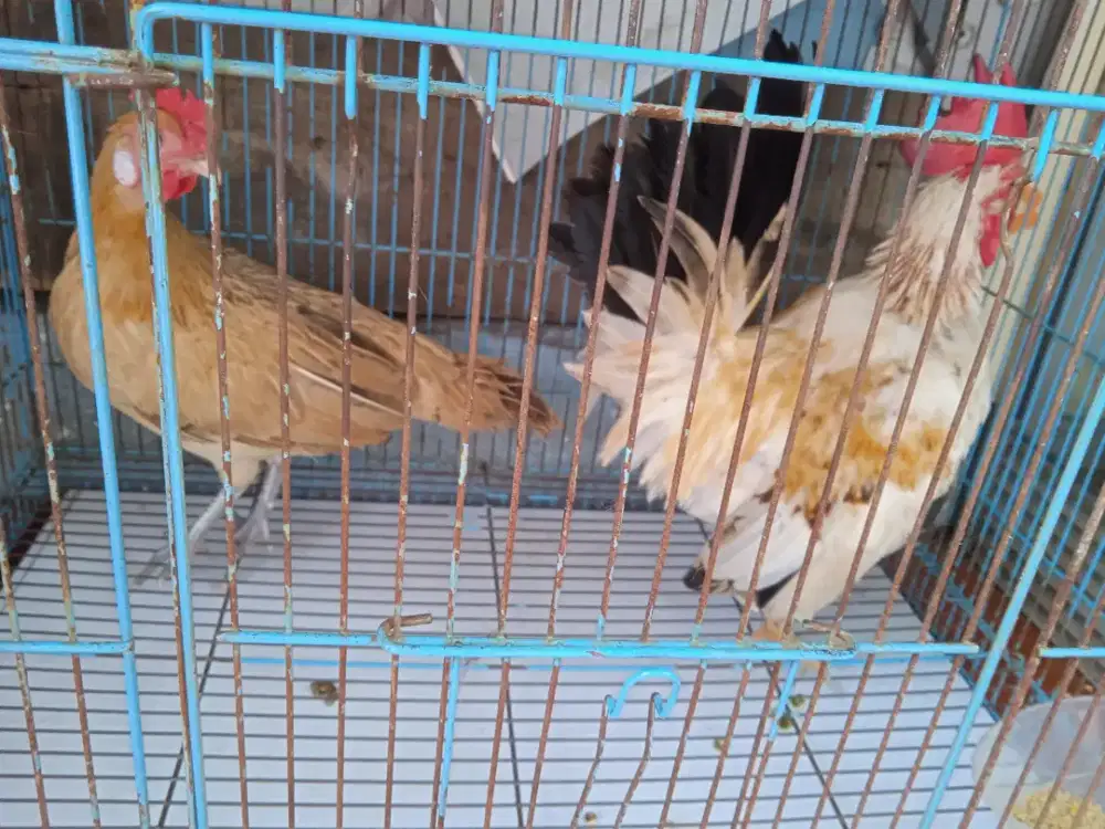 Sepasang ayam Kate warna bagus sehat dan jinak
