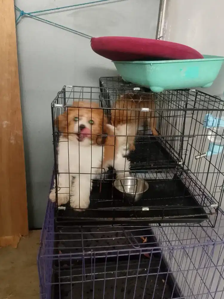 Jual doggy pomp mini