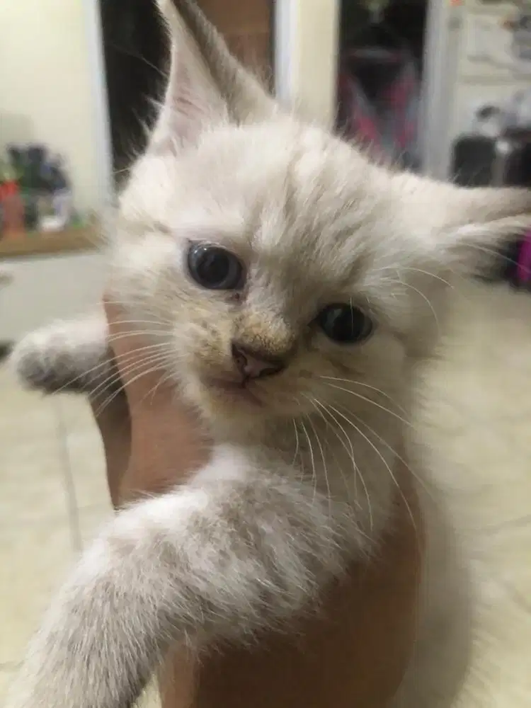 Kucing persia JANTAN