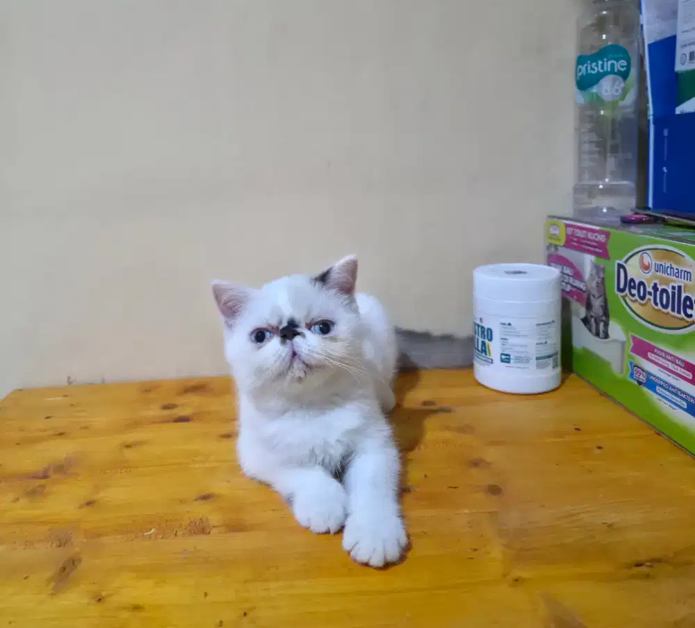 Kitten exotic shorthair betina