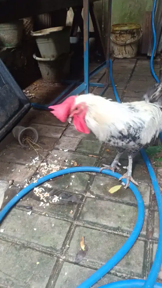 Ayam Kate Arab jantan