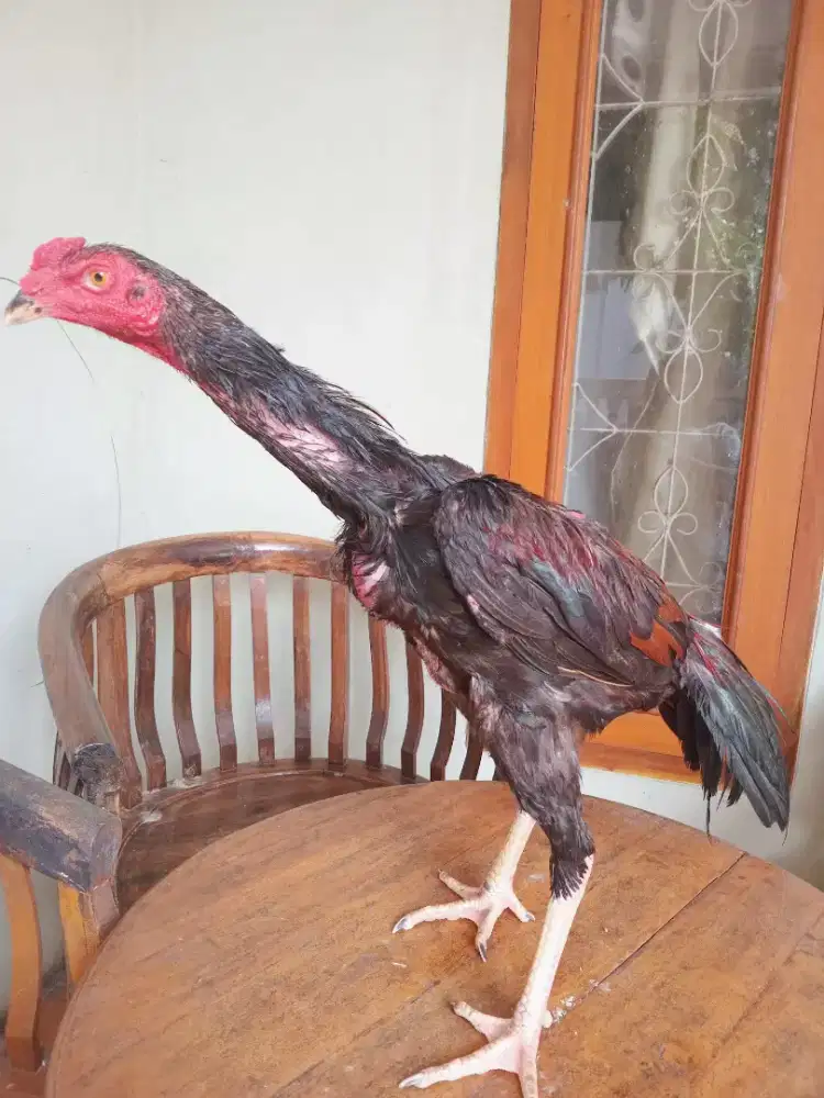 Ayam Bangkok super big