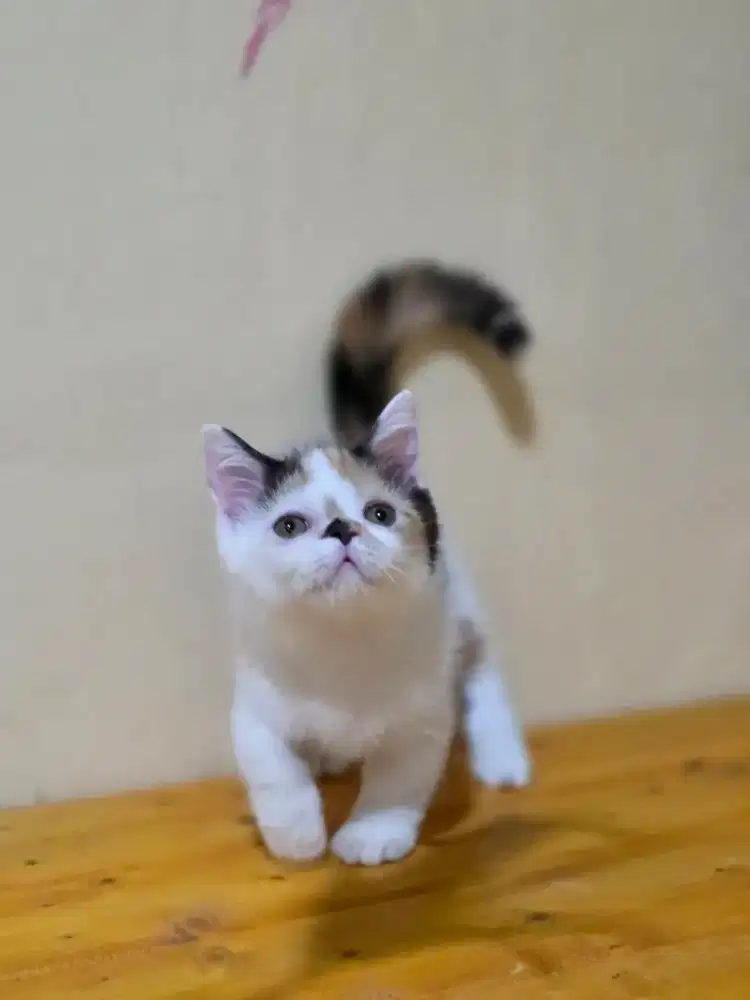 Kitten munchkin betina