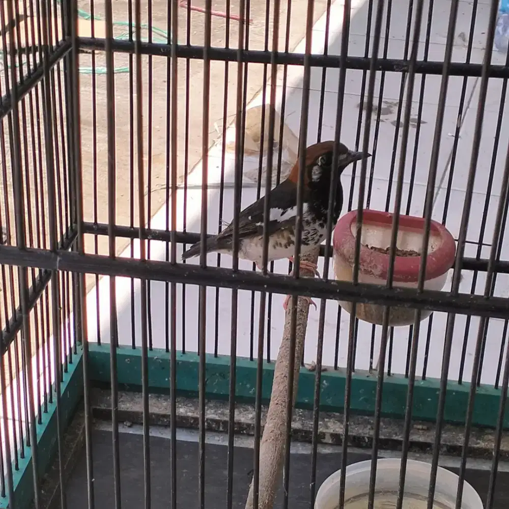 Anis kembang pastol ring sulung