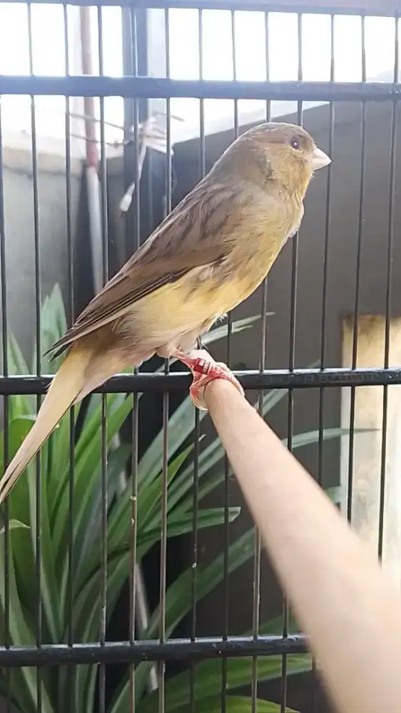 kebari AFS gacor durasi panjang