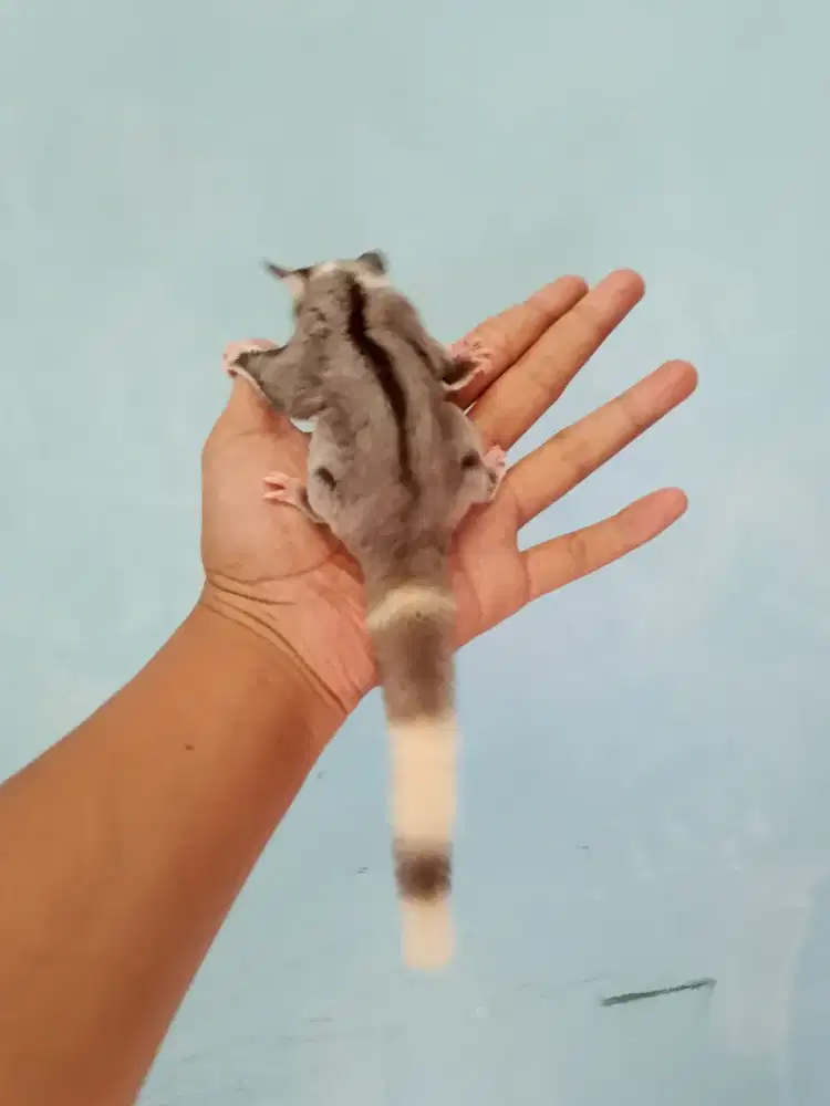 Sugar glider Moza ringtail betina