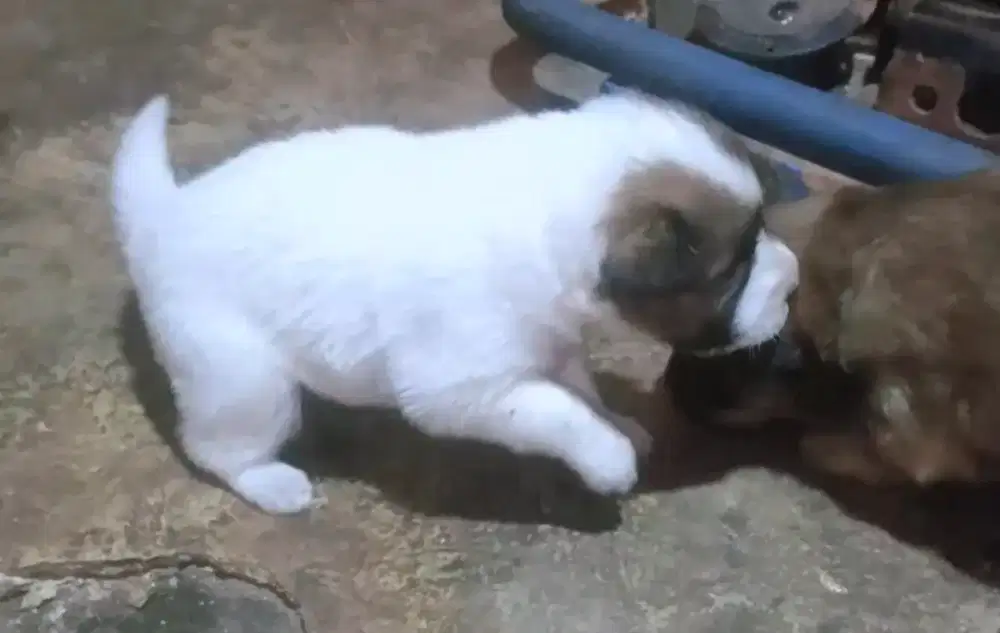 Anak anjing anabul cewek usia sebulan sehat