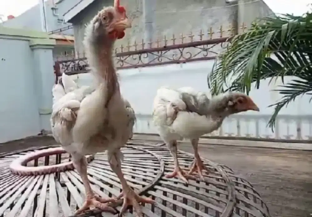 Ayam Pelung Putih Anakan