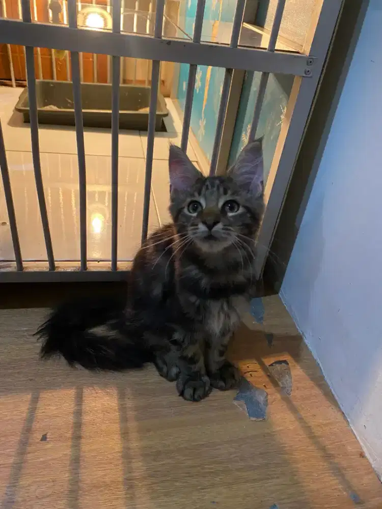 Kucing Mainecoon Line Ped