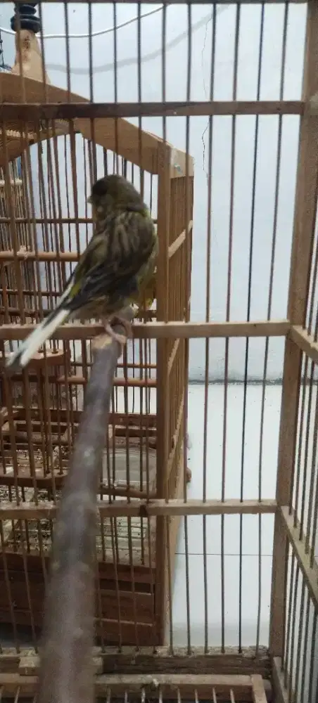 Kenari betina . Af dan AFS