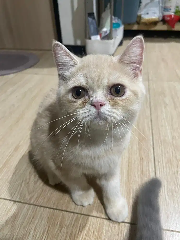 Kucing BSH x Peaknose Kitten Gembul (Open Adopt) British Short Hair