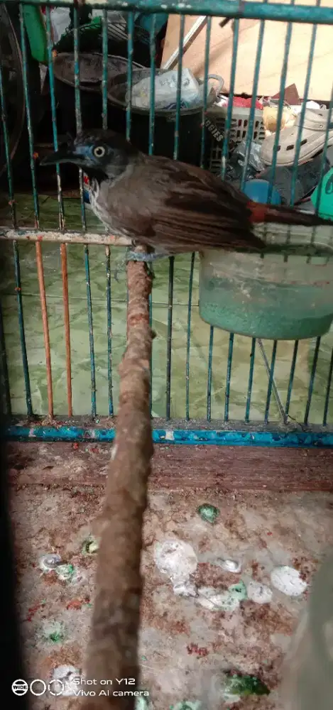 jual burung tepus tunggir merah jantan bunyi udh makan pur total