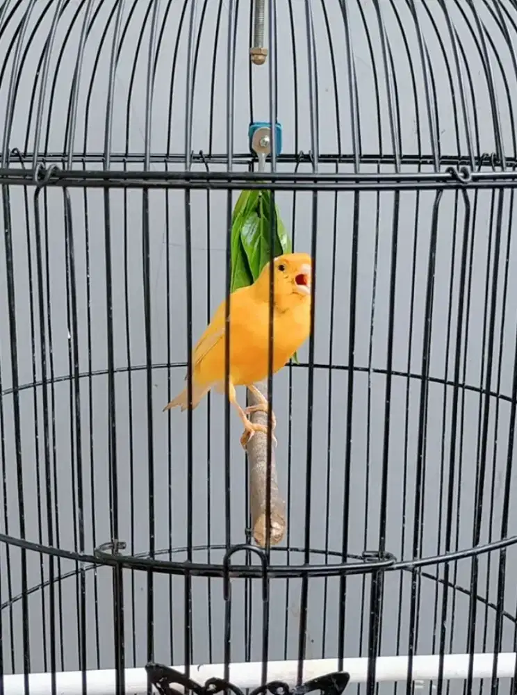 Kenari Loper Gacor cor masteran