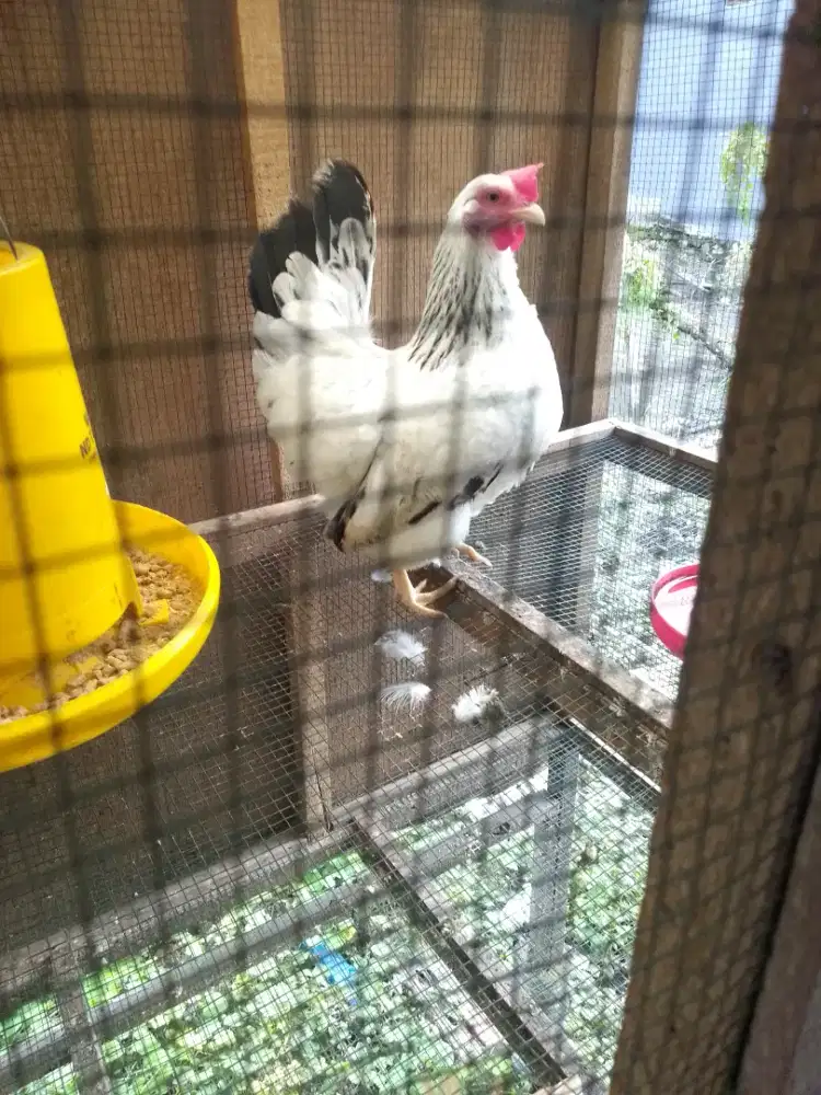 Ayam Kate Betina 2 ekor bertelur
