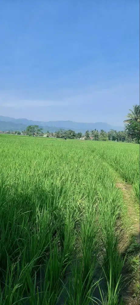Jual tanah Sawah lok kab Cianjur