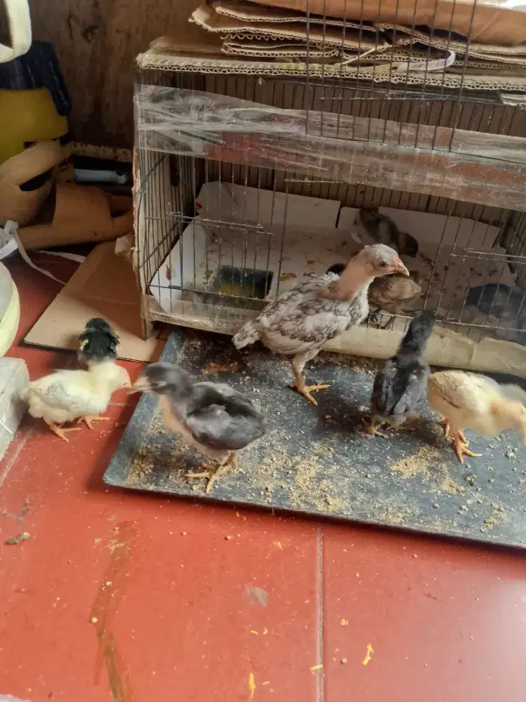 Jual anak ayam blasteran kampung dan Bangkok