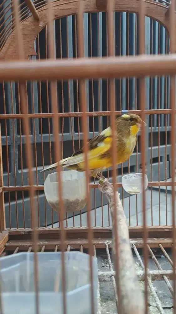 Kenari F1 Betina 6 Bulan – Anakan Yorkshire FOI Eropa × Lokal