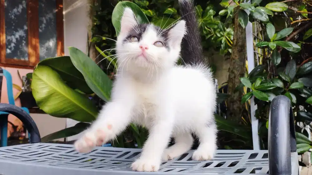 Kucing persia x bsh kitten