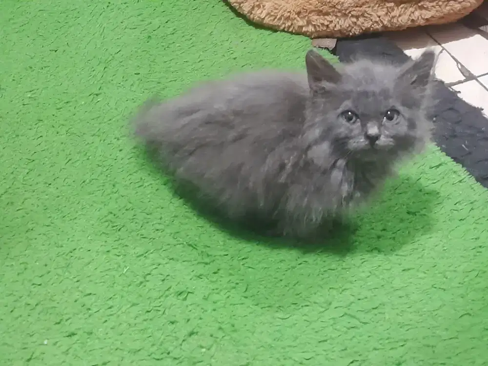 Kucing kitten persia abu solid