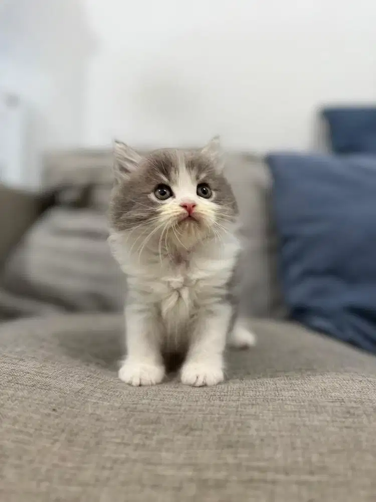 British Scottish - Anak Kucing Kitten