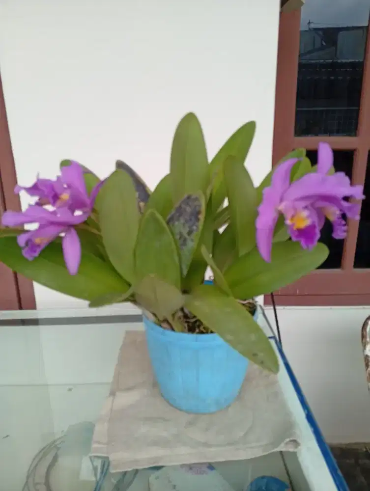 Tanaman anggrek catleya sedang kuncup