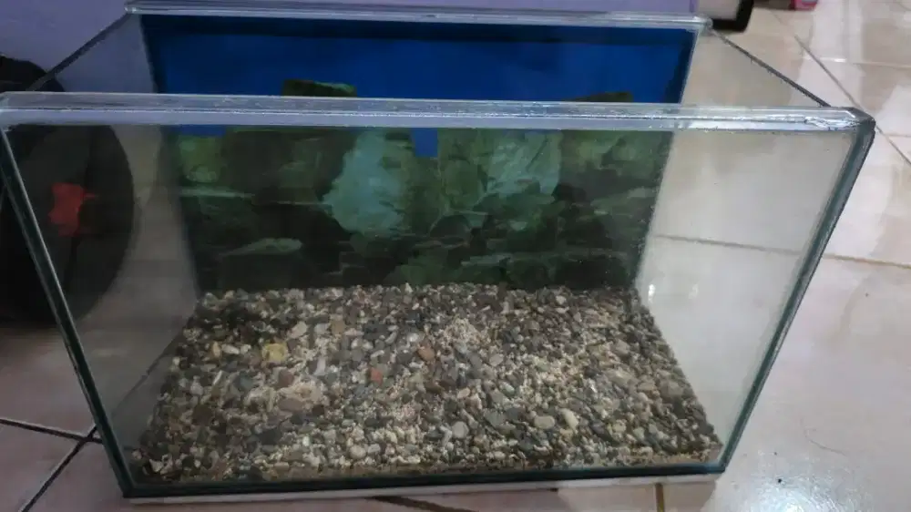 aquarium ukuran 40*20 cm
