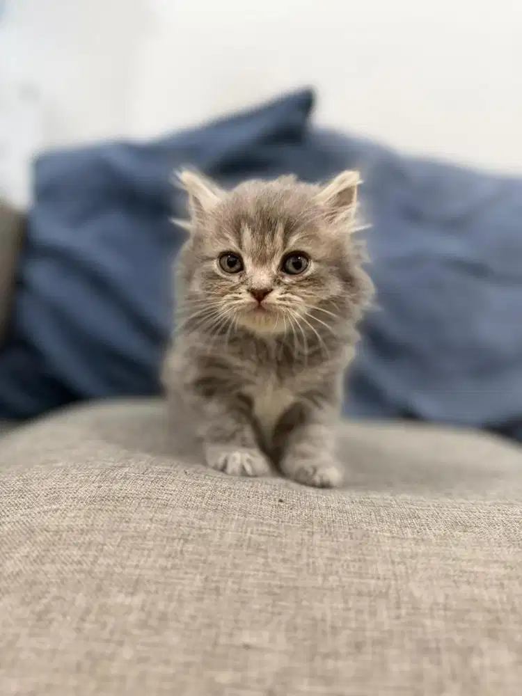 British Long Hair - Anak Kucing Kitten