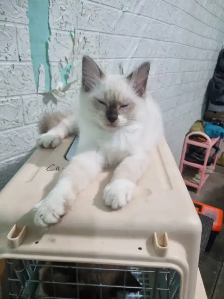 kucing ragdol jantan nonped sealpoint umur 3 bulan