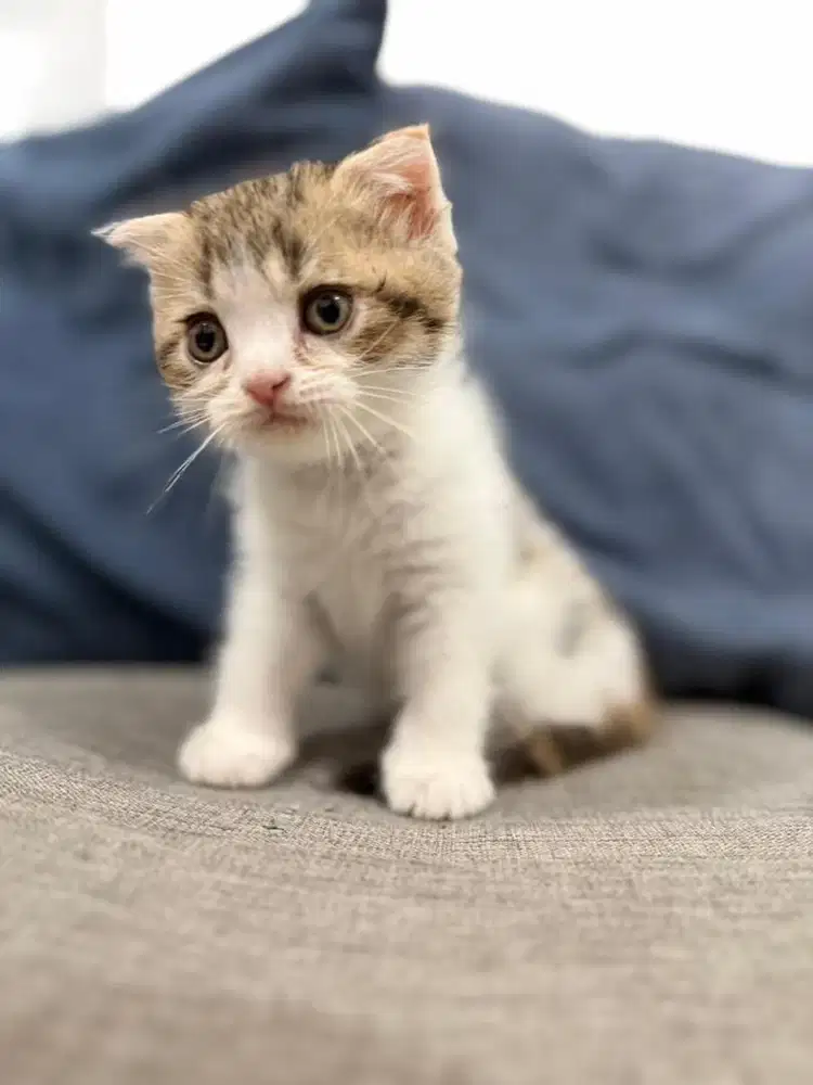 BSH British Scottish - Anak Kucing Kitten
