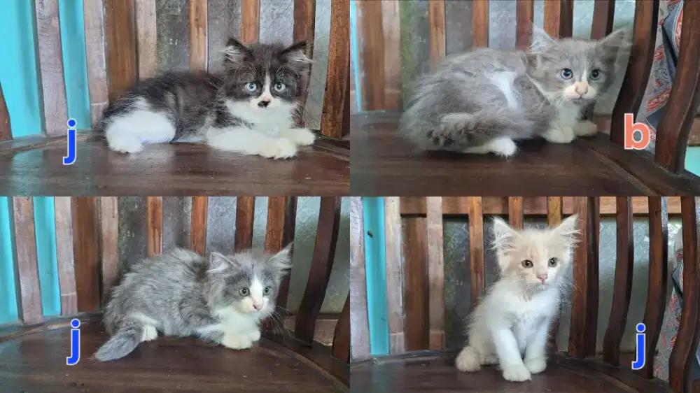 Kitten umur 2.5 bulan