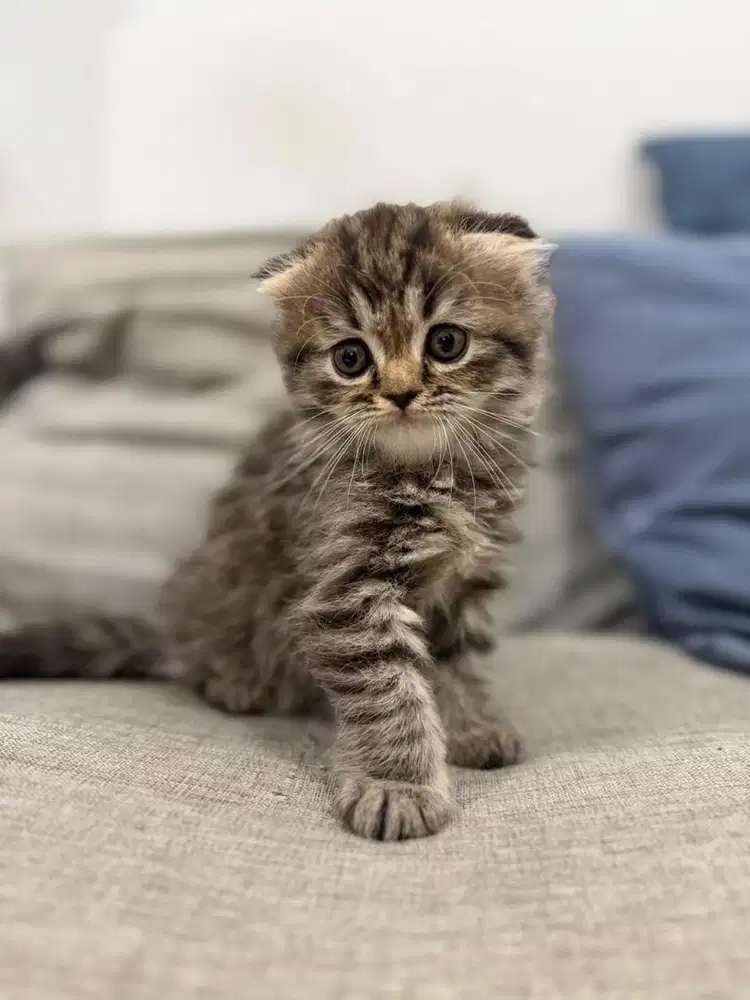 British Long Hair Scottish - Anak Kucing Kitten