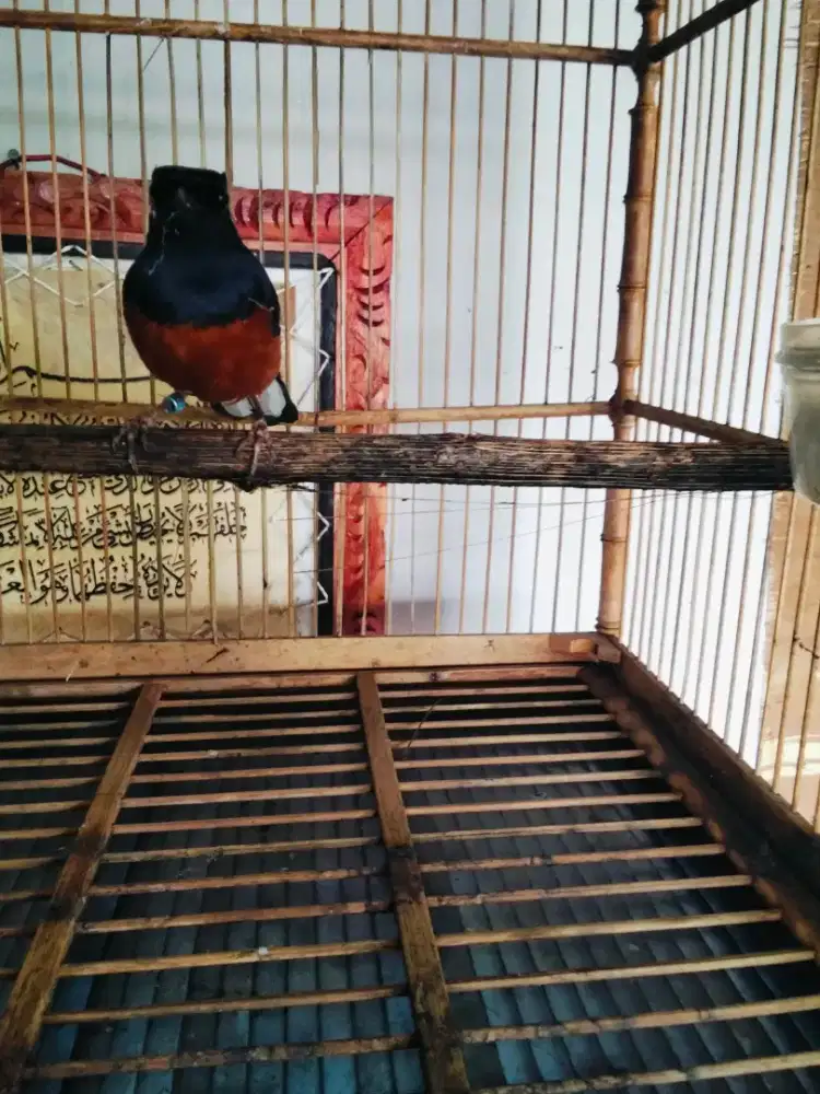 Murai ekor 22 kaki hitam